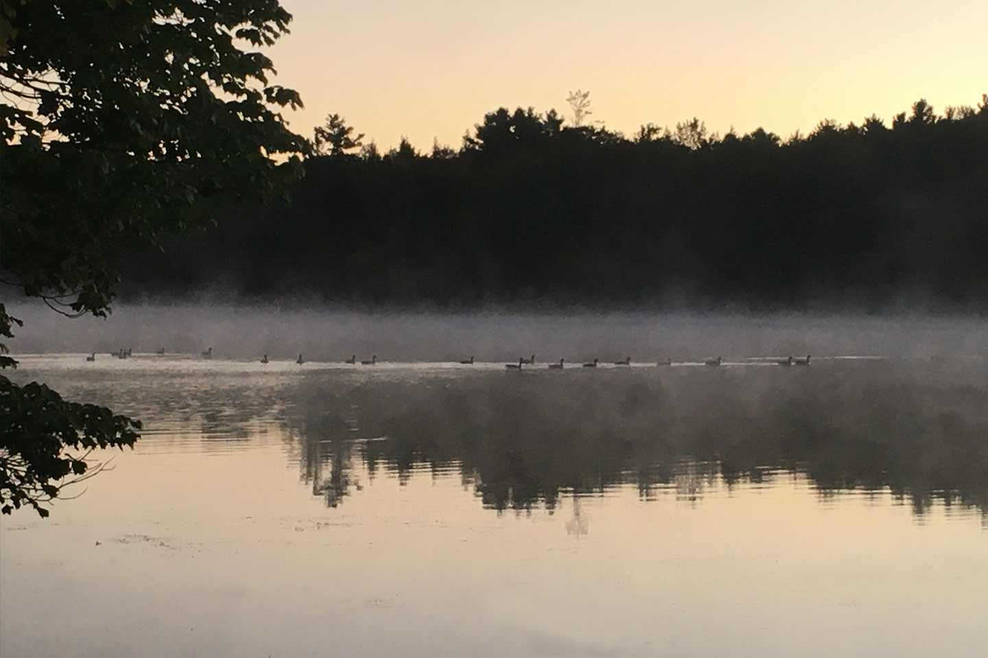 Pic